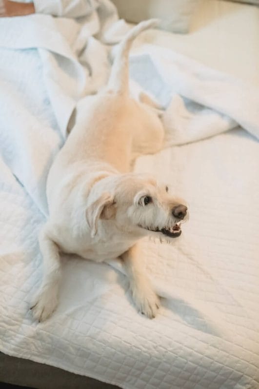 9 Reasons Why Your Dog's Tail is Losing Hair And What To Do