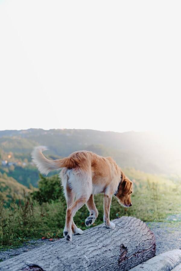 9 Reasons Why Your Dog's Tail is Losing Hair And What To Do