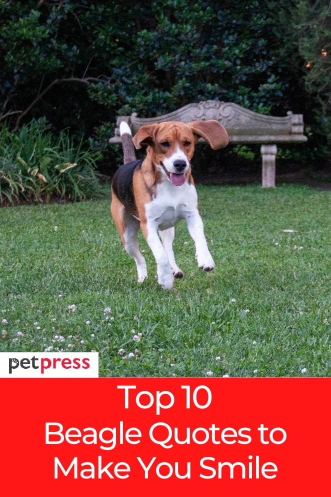Top 10 Inspiring Beagle Quotes to Make You Smile