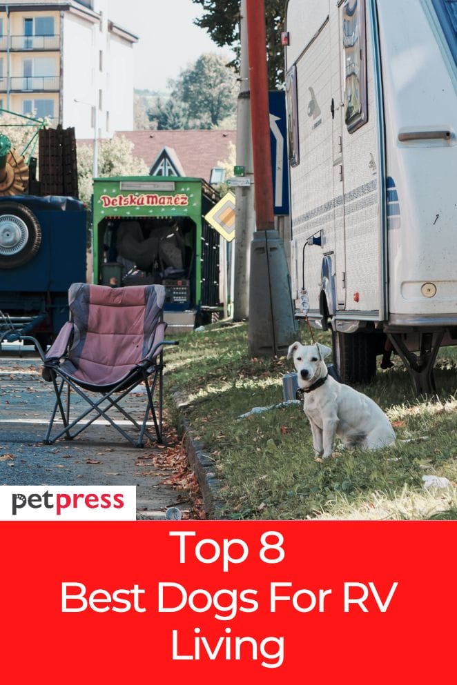 8 Best Dogs For RV Living & How to Live in an RV With a Dog