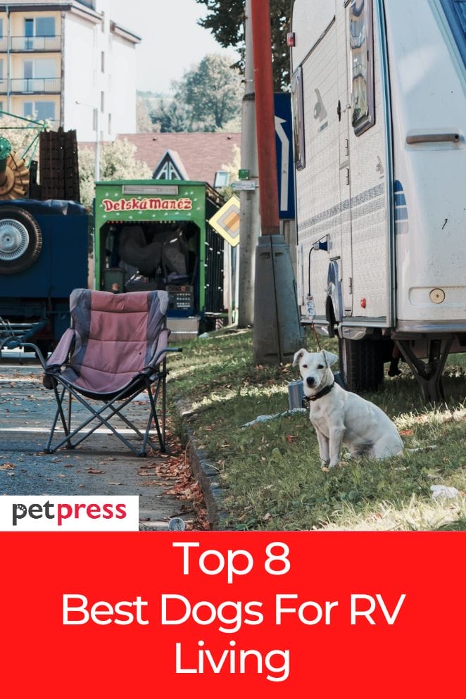 best dogs for RV living