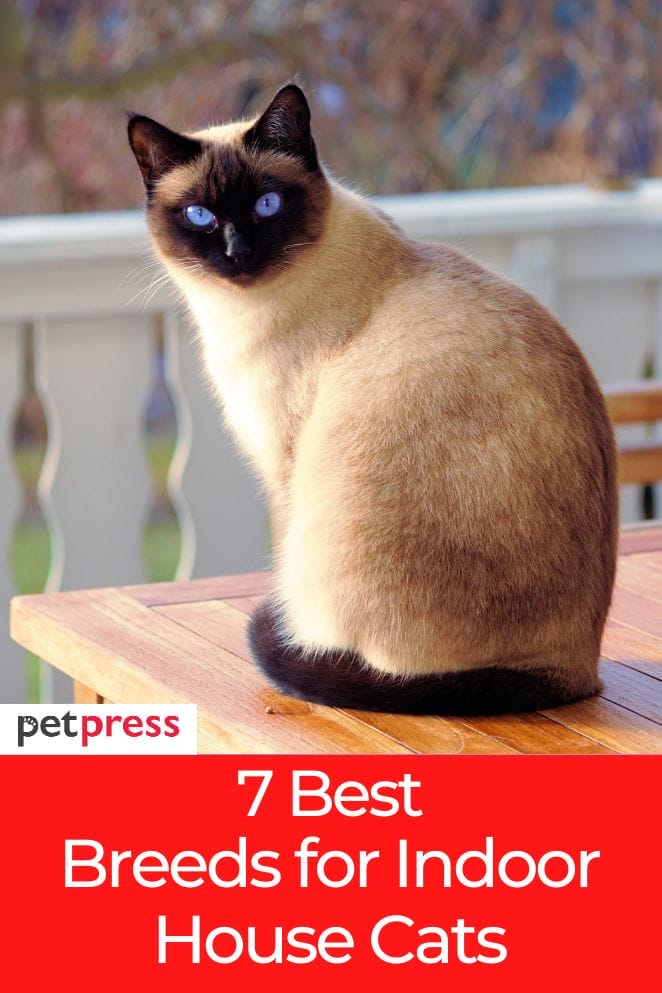 7 Best Indoor House Cats All About Popular House Cat Breeds