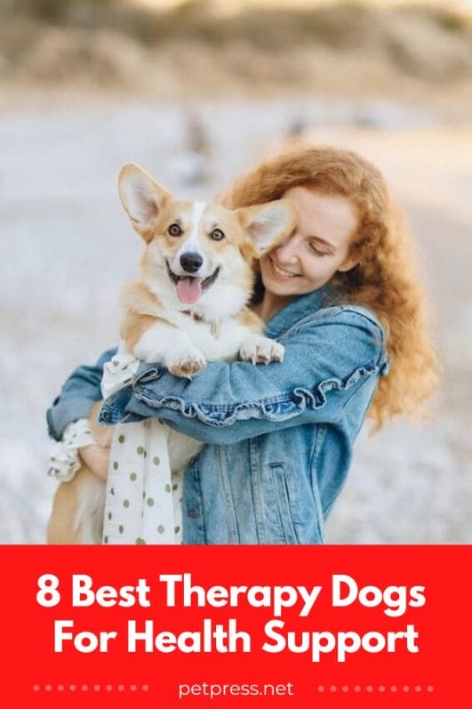 Puppy Superheroes! 8 Best Therapy Dogs For Health Support