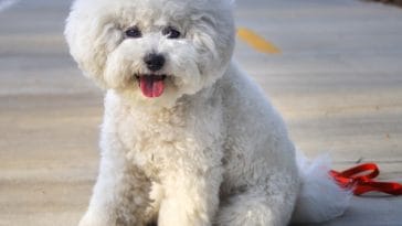 bichon-frise