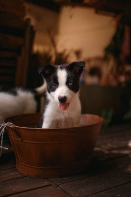 A Guide For Beginners: 4 Tips On How To Train A Border Collie