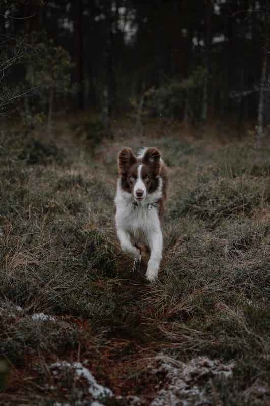 A Guide for Beginners 4 Tips on How to Train a Border Collie