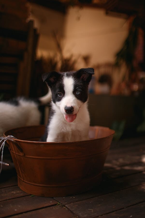 border-collie