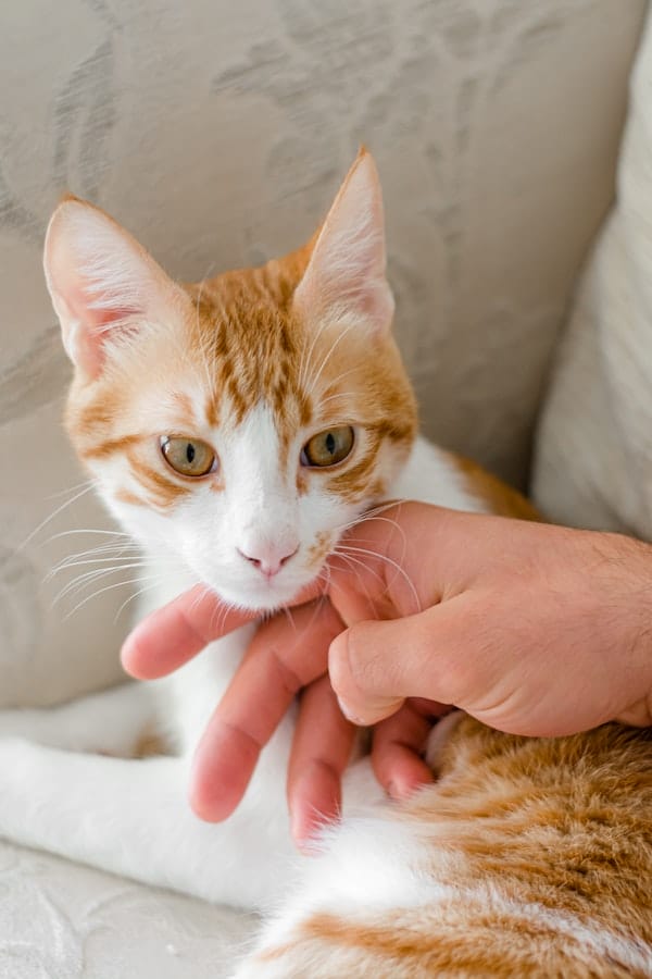cat-earwax