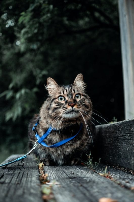 5 Reasons Why Do Cats Headbutt And the Meanings Behind It