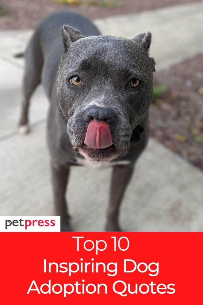 Top 10 Dog Adoption Quotes About The Joys of Dog Adoption