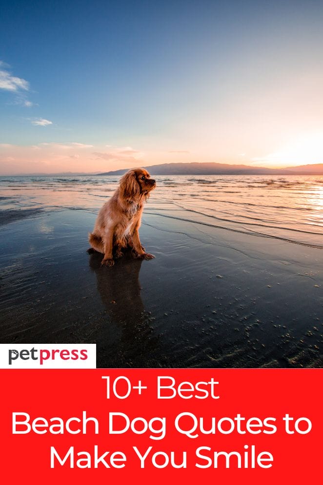 dog beach quotes