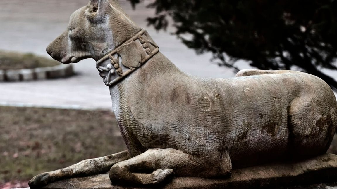 3 Essential Tips on How To Stop A Dog From Peeing On Carpet