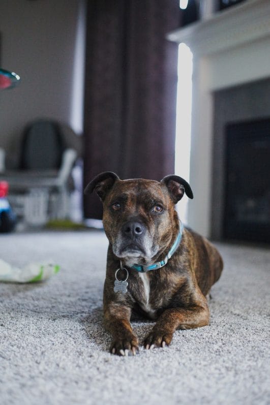 3 Essential Tips on How To Stop A Dog From Peeing On Carpet