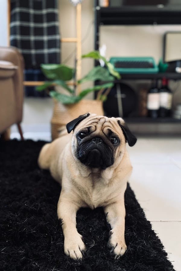 dog-sit-on-carpet