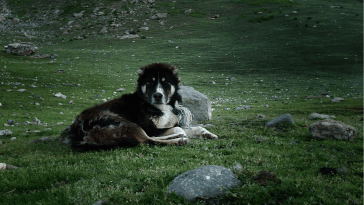 himalayan-dog-breed