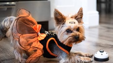 how to bell train a dog