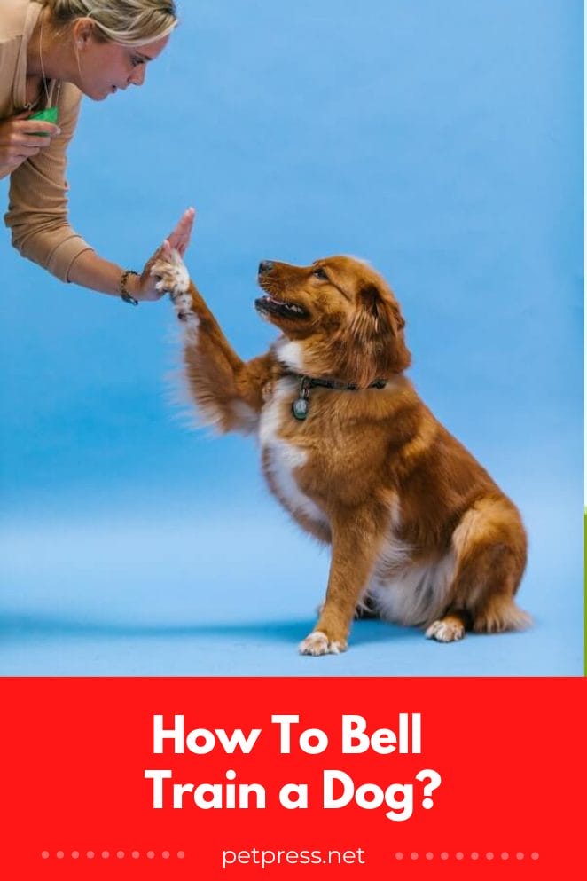 How to Bell Train Your Dog in 7 Simple Steps