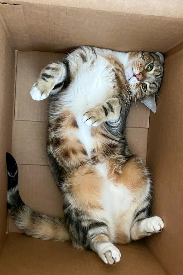 Purrfect DIY Ideas How To Make A Cat House For Your Kitty