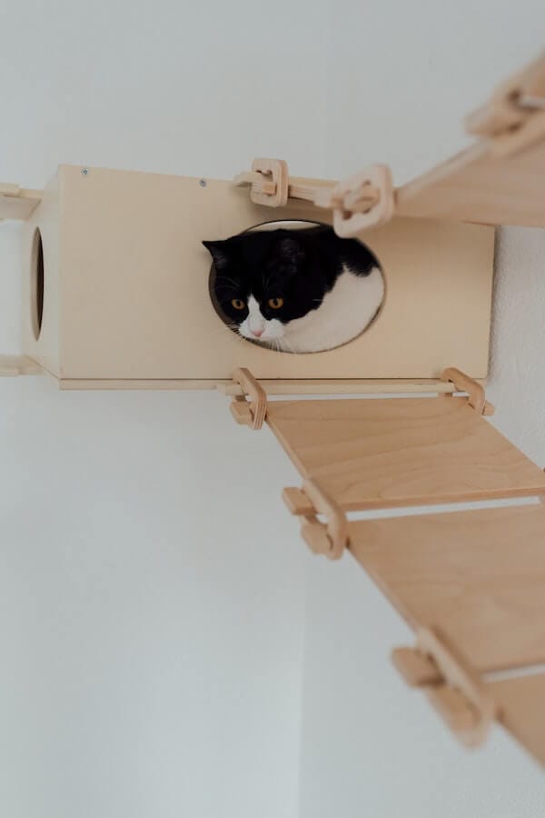 Purrfect DIY Ideas How To Make A Cat House For Your Kitty