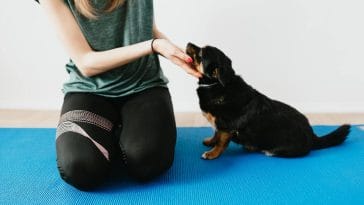 how to pad train a puppy