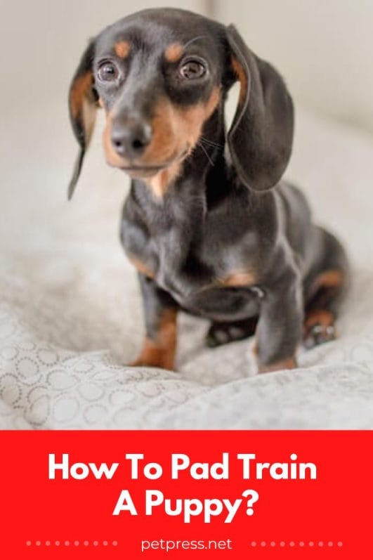 How To Pad Train Your New Puppy In 7 Effective Steps
