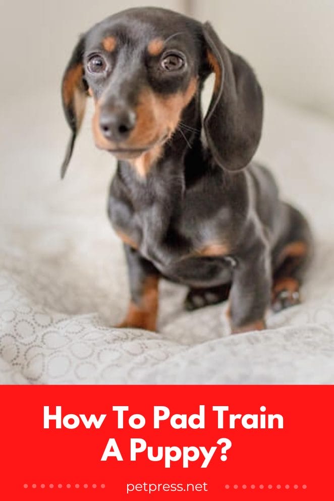 How To Pad Train Your New Puppy In 7 Effective Steps