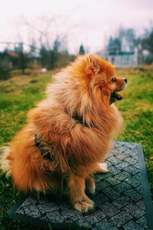 How To Pad Train Your New Puppy In 7 Effective Steps