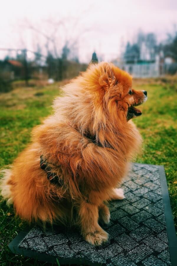 How To Pad Train Your New Puppy In 7 Effective Steps