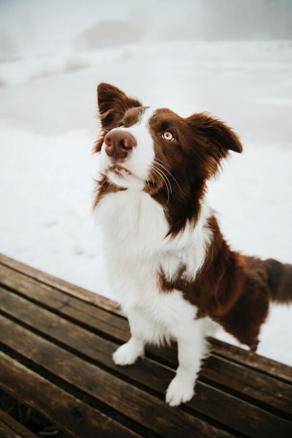 How To Pad Train Your New Puppy In 7 Effective Steps