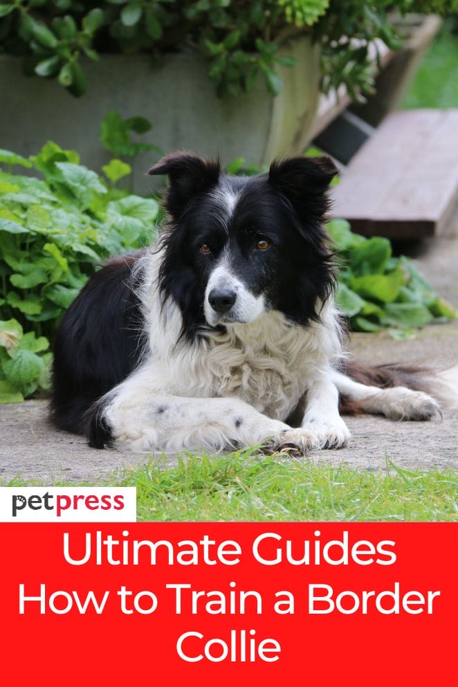 how to train a border collie