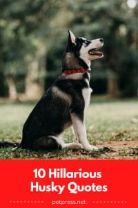 10 Funny Husky Quotes to Brighten Your Day