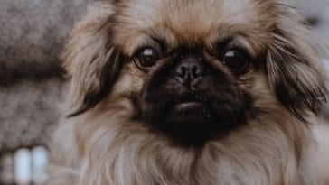 pekingese