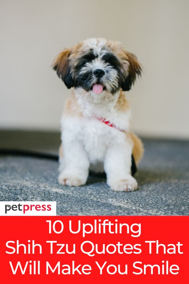 10 Uplifting Shih Tzu Quotes That Will Make You Smile!