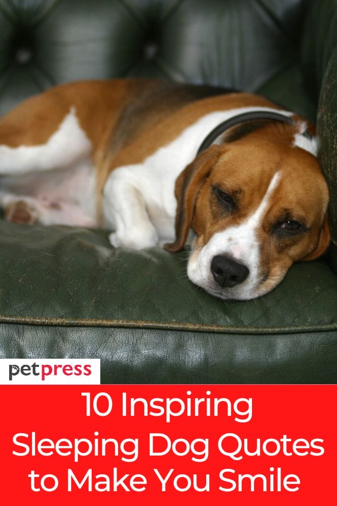 sleeping dog quotes