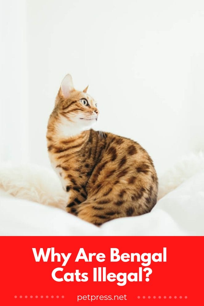 Answered: Why are Bengal Cats Illegal in Some Parts of the World