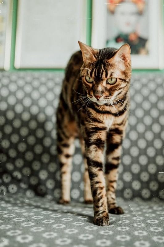 Answered: Why are Bengal Cats Illegal in Some Parts of the World