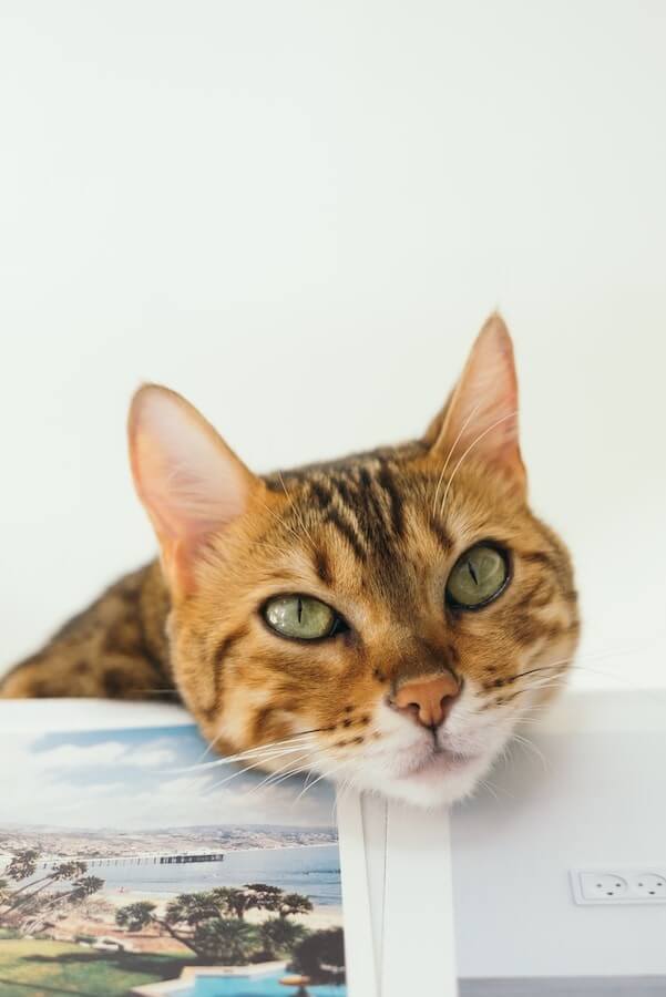 Answered Why are Bengal Cats Illegal in Some Parts of the World