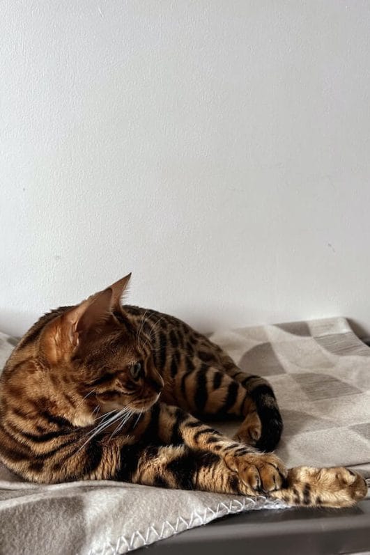 Answered Why are Bengal Cats Illegal in Some Parts of the World