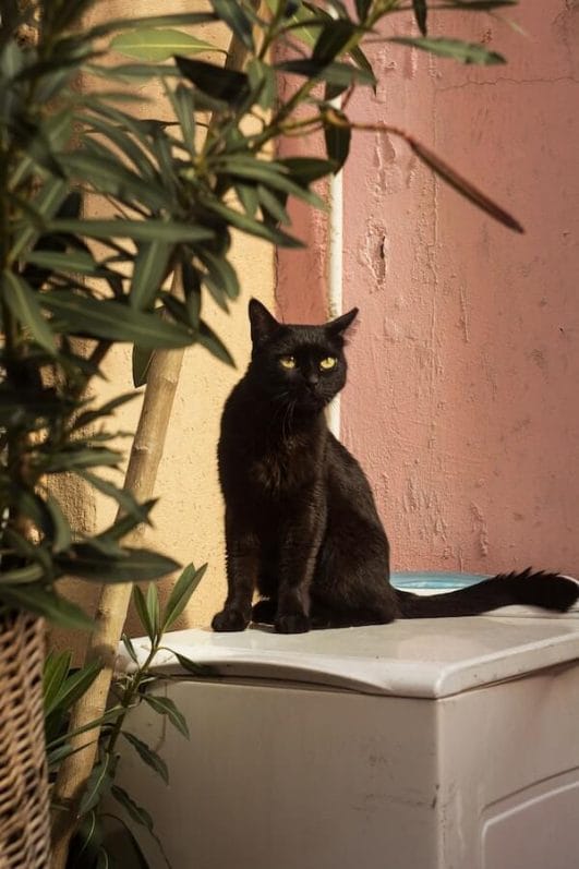 Why Are Black Cats Unlucky? Exploring the Mystery Of Black Cats
