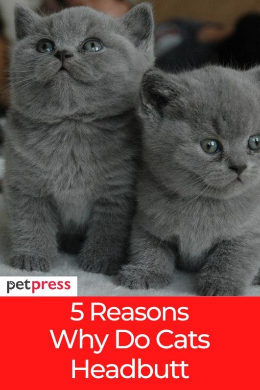5 Reasons Why Do Cats Headbutt And the Meanings Behind It
