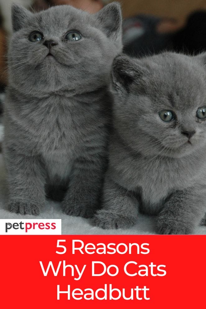 5 Reasons Why Do Cats Headbutt And the Meanings Behind It