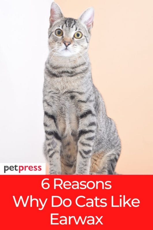 6 Potential Reasons On Why Do Cats Like Earwax