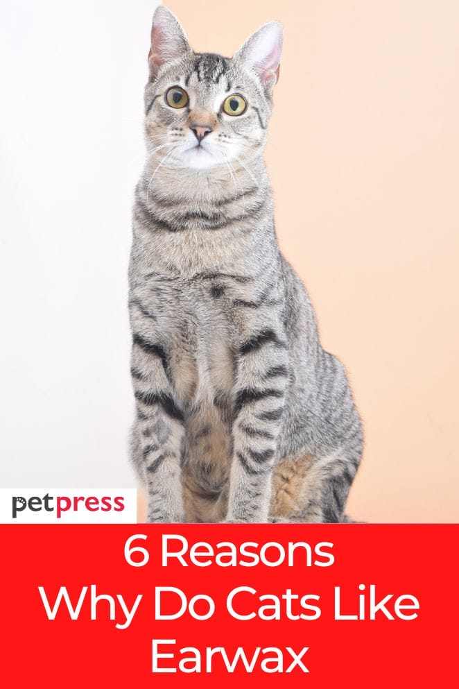 why do cats like earwax
