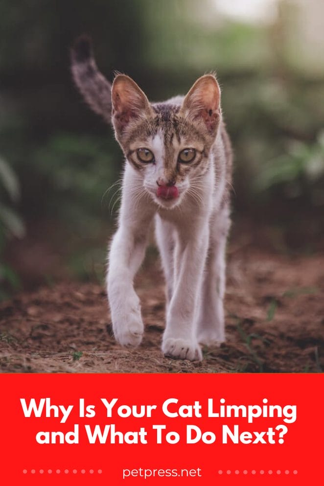 Why Is Your Cat Limping and What To Do Next?