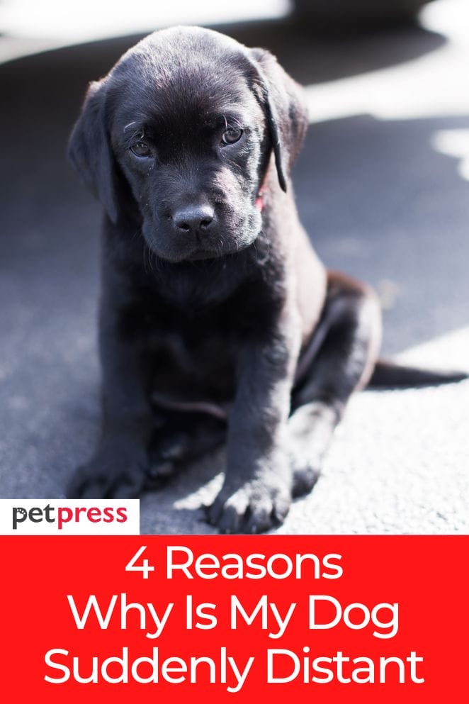 Understanding Dogs 4 Reasons Why Is My Dog Suddenly Distant