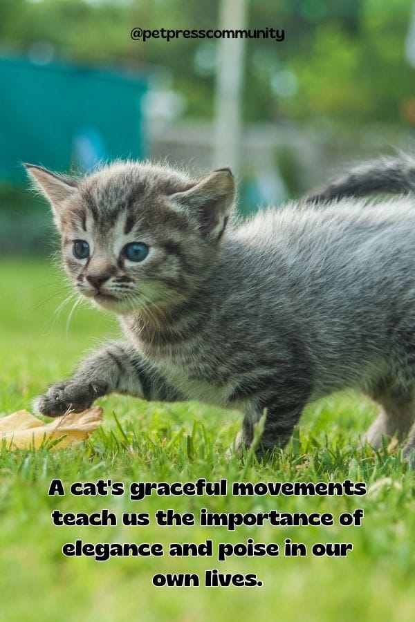 A cat's graceful movements teach us the importance of elegance and poise in our own lives