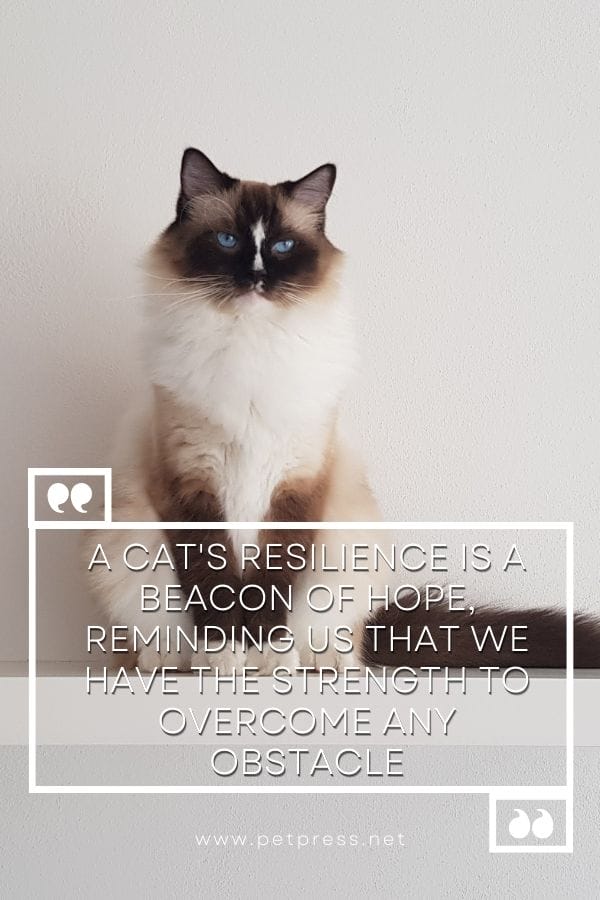 A cat's resilience is a beacon of hope, reminding us that we have the strength to overcome any obstacle
