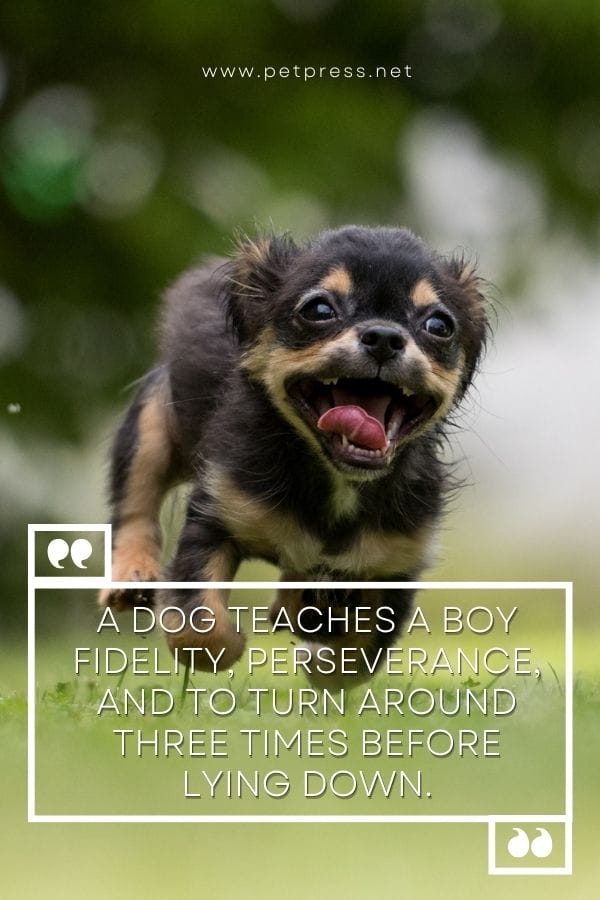 A dog teaches a boy fidelity, perseverance, and to turn around three times before lying down