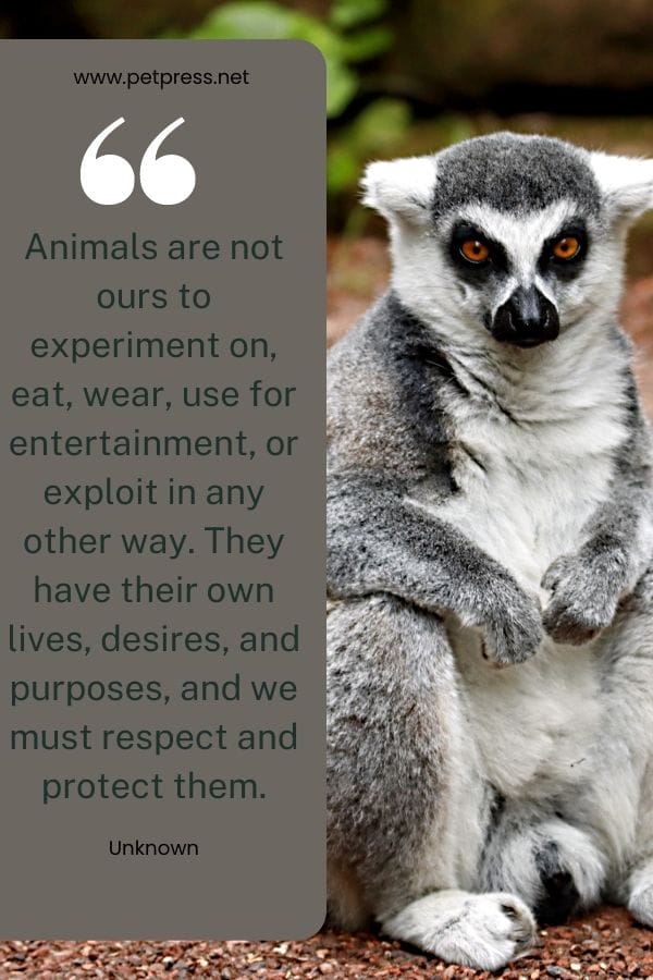 Animals are not ours to experiment on, eat, wear, use for entertainment, or exploit in any other way. They have their own lives, desires, and purposes, and we must respect and protect them
