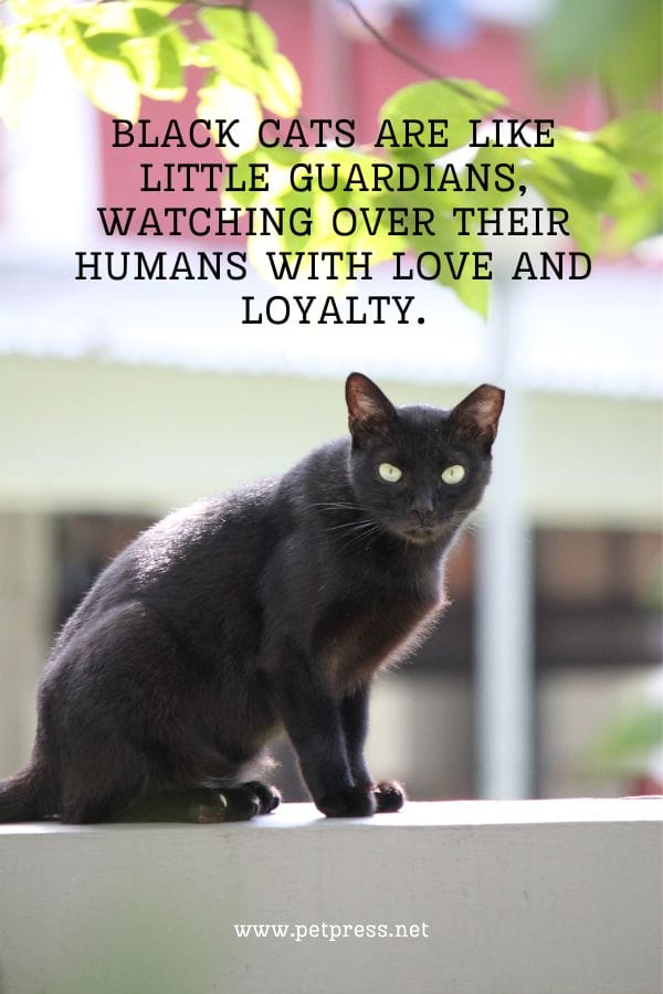 Black cats are like little guardians, watching over their humans with love and loyalty